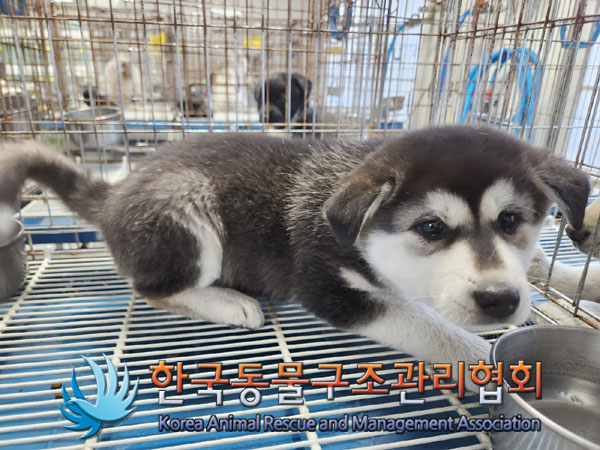 한국동물구조관리협회_441559202301215